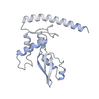 21242_6vmi_J_v1-1
Structure of the human mitochondrial ribosome-EF-G1 complex (ClassIII)