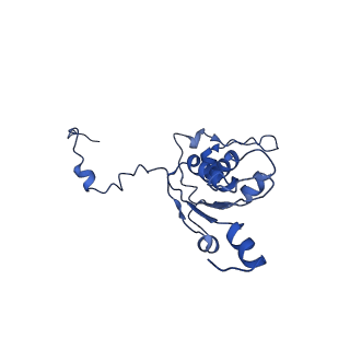 21242_6vmi_K_v1-1
Structure of the human mitochondrial ribosome-EF-G1 complex (ClassIII)