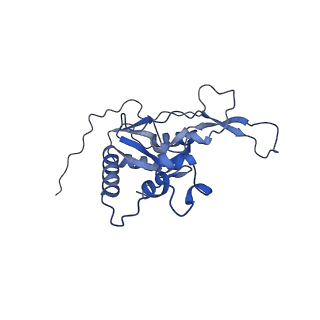 21242_6vmi_N_v1-1
Structure of the human mitochondrial ribosome-EF-G1 complex (ClassIII)
