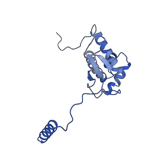21242_6vmi_O_v1-1
Structure of the human mitochondrial ribosome-EF-G1 complex (ClassIII)