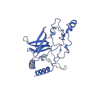 21242_6vmi_Q_v1-1
Structure of the human mitochondrial ribosome-EF-G1 complex (ClassIII)