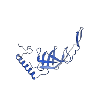 21242_6vmi_S_v1-1
Structure of the human mitochondrial ribosome-EF-G1 complex (ClassIII)