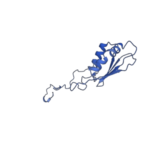 21242_6vmi_b_v1-1
Structure of the human mitochondrial ribosome-EF-G1 complex (ClassIII)
