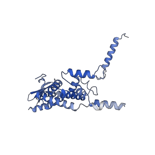 21242_6vmi_c_v1-1
Structure of the human mitochondrial ribosome-EF-G1 complex (ClassIII)