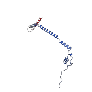 21242_6vmi_q_v1-1
Structure of the human mitochondrial ribosome-EF-G1 complex (ClassIII)