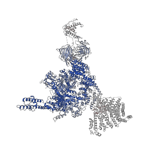 32036_7vmr_A_v1-0
Structure of recombinant RyR2 mutant K4593A (EGTA dataset)