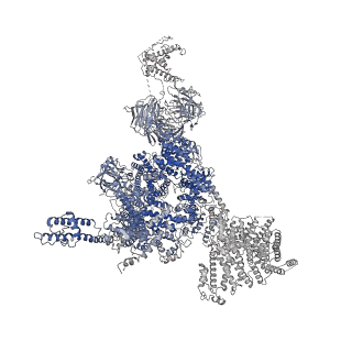 32037_7vms_D_v1-0
Structure of recombinant RyR2 mutant K4593A (Ca2+ dataset)