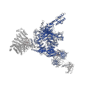 33935_7vml_C_v1-0
Structure of recombinant RyR2 (EGTA dataset, class 1&2, closed state)