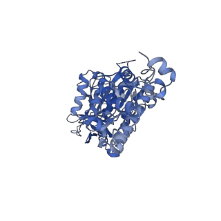 21317_6vq6_E_v1-2
Mammalian V-ATPase from rat brain - composite model of rotational state 1 bound to ADP and SidK (built from focused refinement models)