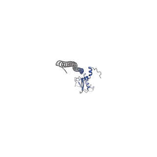 21317_6vq6_J_v1-2
Mammalian V-ATPase from rat brain - composite model of rotational state 1 bound to ADP and SidK (built from focused refinement models)