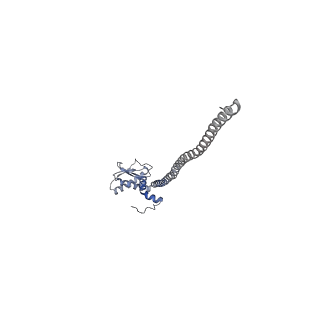 21317_6vq6_K_v1-2
Mammalian V-ATPase from rat brain - composite model of rotational state 1 bound to ADP and SidK (built from focused refinement models)