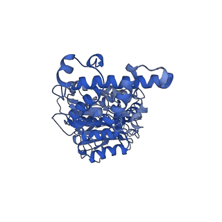 21347_6vqb_D_v1-2
Mammalian V-ATPase from rat brain soluble V1 region rotational state 2 with SidK and ADP (from focused refinement)