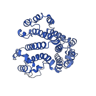 21348_6vqc_d_v1-2
Mammalian V-ATPase from rat brain membrane-embedded Vo region rotational state 1 (from focused refinement)