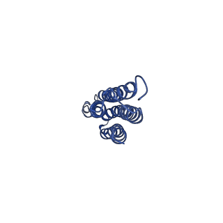 21348_6vqc_j_v1-2
Mammalian V-ATPase from rat brain membrane-embedded Vo region rotational state 1 (from focused refinement)