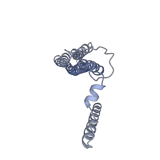 21349_6vqg_b_v1-1
Mammalian V-ATPase from rat brain membrane-embedded Vo region rotational state 2 (from focused refinement)