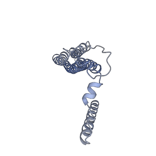 21349_6vqg_b_v1-2
Mammalian V-ATPase from rat brain membrane-embedded Vo region rotational state 2 (from focused refinement)