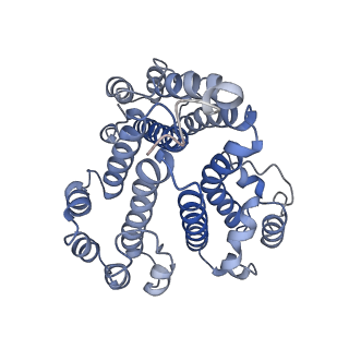 21349_6vqg_d_v1-2
Mammalian V-ATPase from rat brain membrane-embedded Vo region rotational state 2 (from focused refinement)