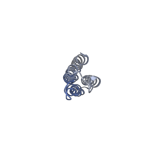 21350_6vqh_l_v1-2
Mammalian V-ATPase from rat brain membrane-embedded Vo region rotational state 3 (from focused refinement)