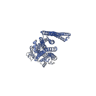 21357_6vqu_B_v1-2
Structure of a bacterial Atm1-family ABC exporter