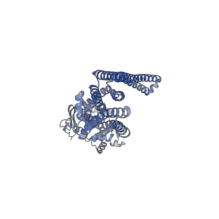 21357_6vqu_B_v1-3
Structure of a bacterial Atm1-family ABC exporter