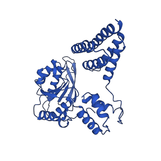 21405_6vvo_E_v1-1
Structure of the human clamp loader (Replication Factor C, RFC) bound to the sliding clamp (Proliferating Cell Nuclear Antigen, PCNA)