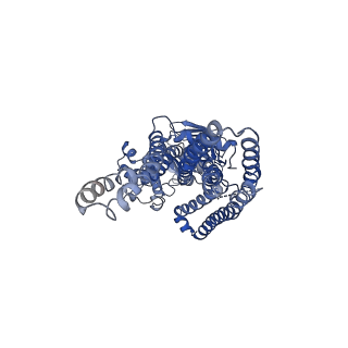 32171_7vx8_B_v1-1
Cryo-EM structure of ATP-bound human very long-chain fatty acid ABC transporter ABCD1