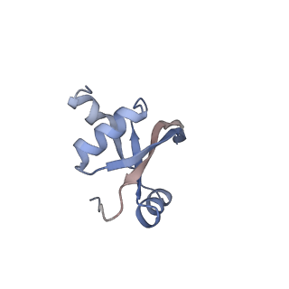 21468_6vyq_2_v1-2
Escherichia coli transcription-translation complex A1 (TTC-A1) containing an 15 nt long mRNA spacer, NusG, and fMet-tRNAs at E-site and P-site