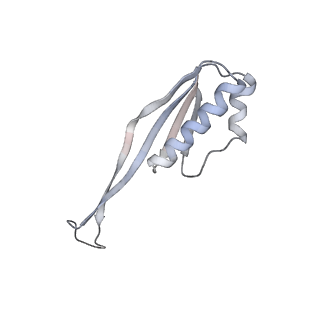 21469_6vyr_P_v1-2
Escherichia coli transcription-translation complex A1 (TTC-A1) containing an 18 nt long mRNA spacer, NusG, and fMet-tRNAs at E-site and P-site