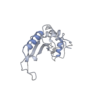 21470_6vys_n_v1-2
Escherichia coli transcription-translation complex A1 (TTC-A1) containing a 21 nt long mRNA spacer, NusG, and fMet-tRNAs at E-site and P-site