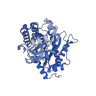 8743_5vy5_A_v1-5
Rabbit muscle aldolase using 200keV