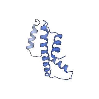 21484_6vz4_E_v1-2
Cryo-EM structure of Sth1-Arp7-Arp9-Rtt102 bound to the nucleosome in ADP Beryllium Fluoride state