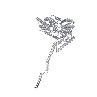 21484_6vz4_K_v1-2
Cryo-EM structure of Sth1-Arp7-Arp9-Rtt102 bound to the nucleosome in ADP Beryllium Fluoride state
