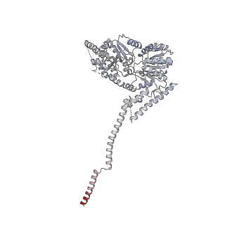 21484_6vz4_K_v1-3
Cryo-EM structure of Sth1-Arp7-Arp9-Rtt102 bound to the nucleosome in ADP Beryllium Fluoride state