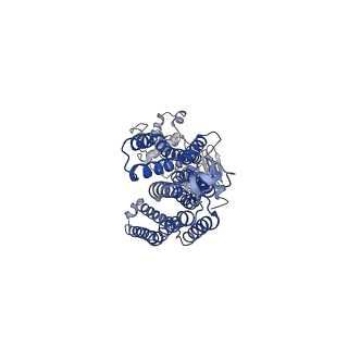 32224_7vzb_A_v1-2
Cryo-EM structure of C22:0-CoA bound human very long-chain fatty acid ABC transporter ABCD1