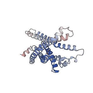32243_7w0l_R_v1-1
Cryo-EM structure of a dimeric GPCR-Gi complex with small molecule