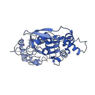21502_6w17_B_v1-2
Structure of Dip1-activated Arp2/3 complex with nucleated actin filament