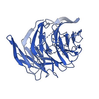 21502_6w17_C_v1-2
Structure of Dip1-activated Arp2/3 complex with nucleated actin filament