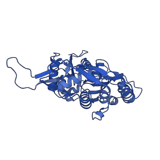 21502_6w17_J_v1-2
Structure of Dip1-activated Arp2/3 complex with nucleated actin filament