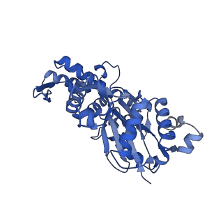 21502_6w17_K_v1-2
Structure of Dip1-activated Arp2/3 complex with nucleated actin filament
