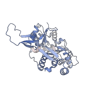 21502_6w17_L_v1-2
Structure of Dip1-activated Arp2/3 complex with nucleated actin filament