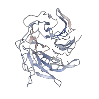 21503_6w18_C_v1-3
Structure of S. pombe Arp2/3 complex in inactive state