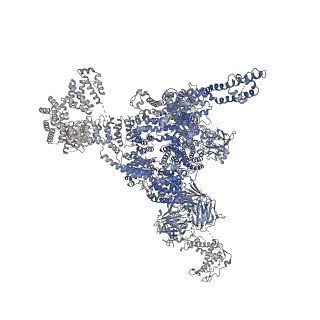 21513_6w1n_D_v1-2
Pig Ryanodine Receptor (WT) in 5mM EGTA condition