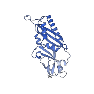 21529_6w2s_C_v1-1
Structure of the Cricket Paralysis Virus 5-UTR IRES (CrPV 5-UTR-IRES) bound to the small ribosomal subunit in the open state (Class 1)