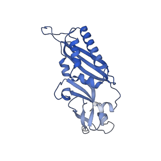 21529_6w2s_C_v1-2
Structure of the Cricket Paralysis Virus 5-UTR IRES (CrPV 5-UTR-IRES) bound to the small ribosomal subunit in the open state (Class 1)