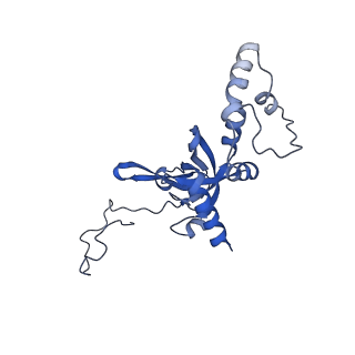 21529_6w2s_J_v1-1
Structure of the Cricket Paralysis Virus 5-UTR IRES (CrPV 5-UTR-IRES) bound to the small ribosomal subunit in the open state (Class 1)