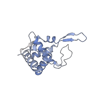 21529_6w2s_U_v1-1
Structure of the Cricket Paralysis Virus 5-UTR IRES (CrPV 5-UTR-IRES) bound to the small ribosomal subunit in the open state (Class 1)