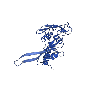 21530_6w2t_D_v1-2
Structure of the Cricket Paralysis Virus 5-UTR IRES (CrPV 5-UTR-IRES) bound to the small ribosomal subunit in the closed state (Class 2)