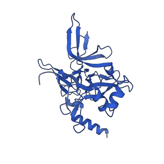 21530_6w2t_F_v1-1
Structure of the Cricket Paralysis Virus 5-UTR IRES (CrPV 5-UTR-IRES) bound to the small ribosomal subunit in the closed state (Class 2)