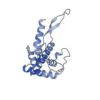 21530_6w2t_G_v1-2
Structure of the Cricket Paralysis Virus 5-UTR IRES (CrPV 5-UTR-IRES) bound to the small ribosomal subunit in the closed state (Class 2)