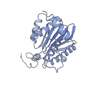 32274_7w39_g_v1-2
Structure of USP14-bound human 26S proteasome in state EA2.1_UBL